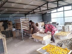 小型山藥烘干現場